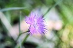 17-08-2011 Lac de l'Oule (52) Dianthus hyssopifolius - Copie.JPG