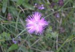 17-08-2011 Lac de l'Oule (11) Dianthus hyssopifolius - Copie.JPG