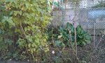 FRICHE5.jpg