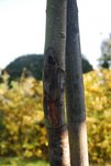 Arbre 01.JPG