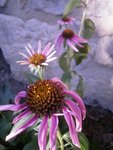 ultimesfleurs.JPG