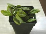 plantes 001.jpg