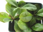 plantes 001A.jpg