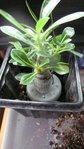 dans le pot