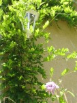 IMG_2725.JPG