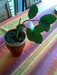 21062008(001).jpg