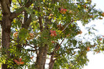 _MG_3515.jpg