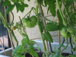 Bac tomates2.jpg