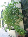 Bac tomates.jpg