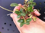ILEX.jpg