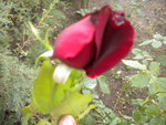 DSCN2700.JPG