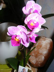 Ma minie orchidée en fleurs