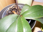 Mon orchidée à grandes fleurs rose qui commence à faire de nouvelles racines + nouvelle feuille (début octobre)