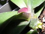 Orchidée rose suite (qlq jours plus tard).