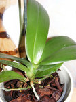 Mon orchidée qui était infestée par les cochenilles farineuse, celle que j'ai rempoté après que sa hampe se soit déséchée. On aperçoit des sortes de petits boutons sur les feuilles
