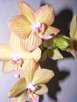 Ses belles fleurs et le dernier bouton.