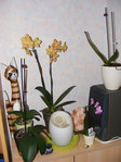 Toutes mes orchidées + celle à ma mère en hauteur (je sais pas si il va reprendre...).