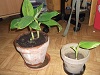 DSCF0085.JPG