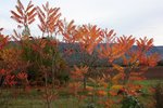 sumac7 (Copier).jpg