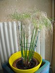 Papyrus (1).JPG