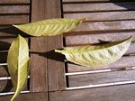 feuilles de laurier palme attaquées