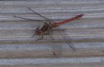 Sympetrum.jpg