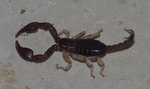 Scorpion 4.jpg