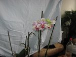 IMG_0101.JPG
