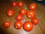 les avant-dernières tomates sous abri.jpg