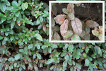 maladie-du-laurier-tin-viburnum-tinus.jpg