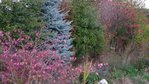 ses couleurs diversifiées me plaisent énormément et en 24h les tons ont changé