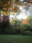 2011-10-31 à travers feuilles x.jpg