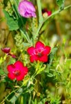 jmm-NATURE130_diapo.jpg