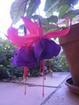 fuchsia.JPG