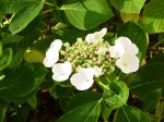 Hydrangea_fleur.JPG