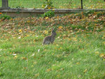 jeanot lapin .jpg