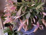 schlumbergera.JPG