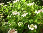 Hydrangea_complet.JPG