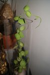 DSC01423.JPG