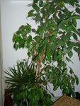FICUS DR.jpg