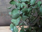 Arbre de Jade.JPG