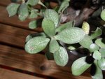 Arbre de Jade-2 .JPG