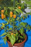 DSC09179.jpg2.jpg (254.16 Kio) Consulté 7745 fois un habanero orange en train de m offrir ses derniers piments pour cette annee . en esperant qu ils survivra cet hiver juste avec les neons.