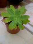 IMG-20111106-00025 bis.jpg