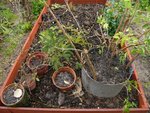plants en attente.jpg