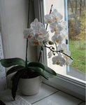 orchidée blanche.jpg