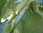 lenticelles
