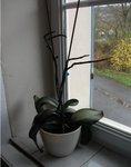 Orchidée rose.jpg