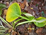 Hostas