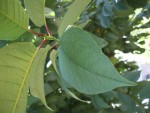 petiole en extremite de rameau
